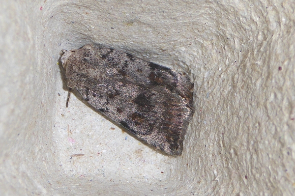 Caradrina (Paradrina) selini selinoides, Noctuidae